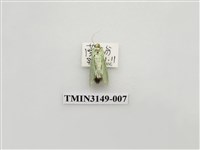 藏品(螟蛾300)的圖片